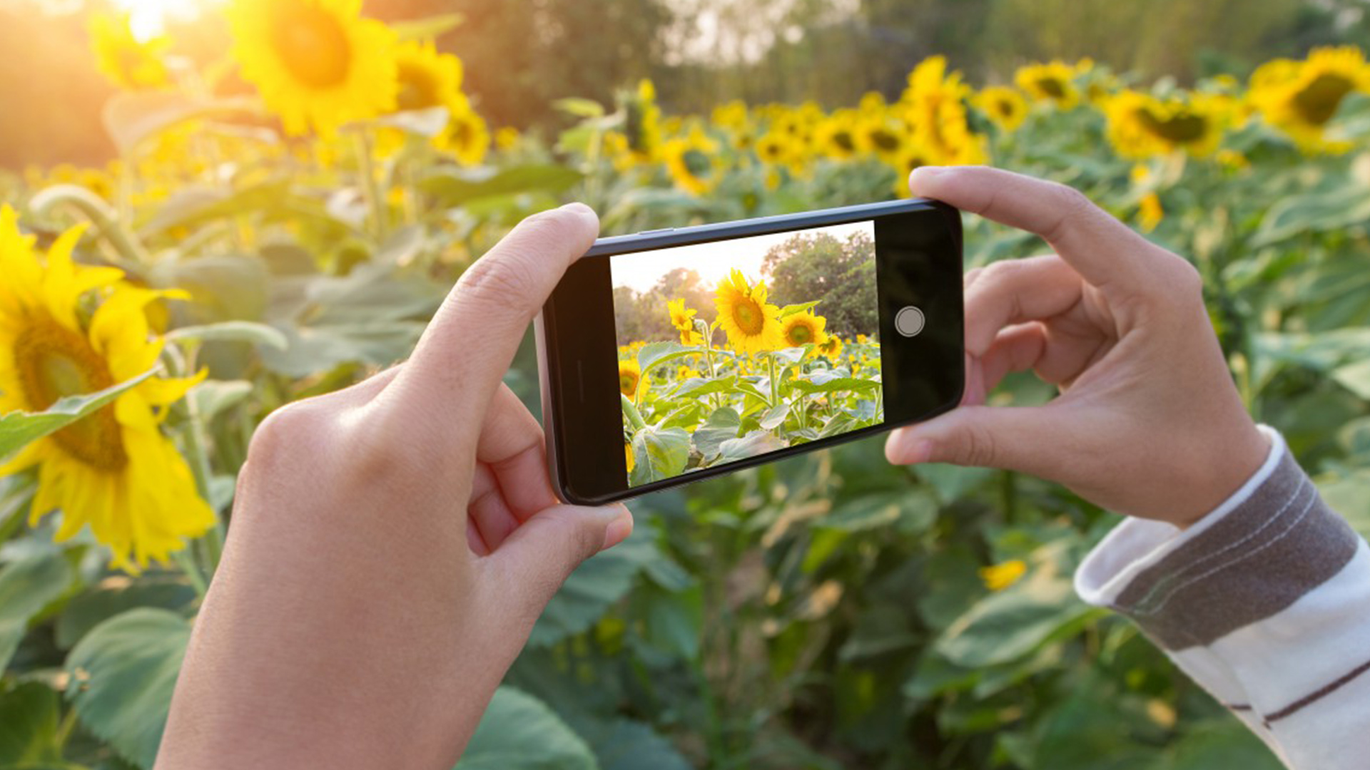 Telefoni esperti di… botanica