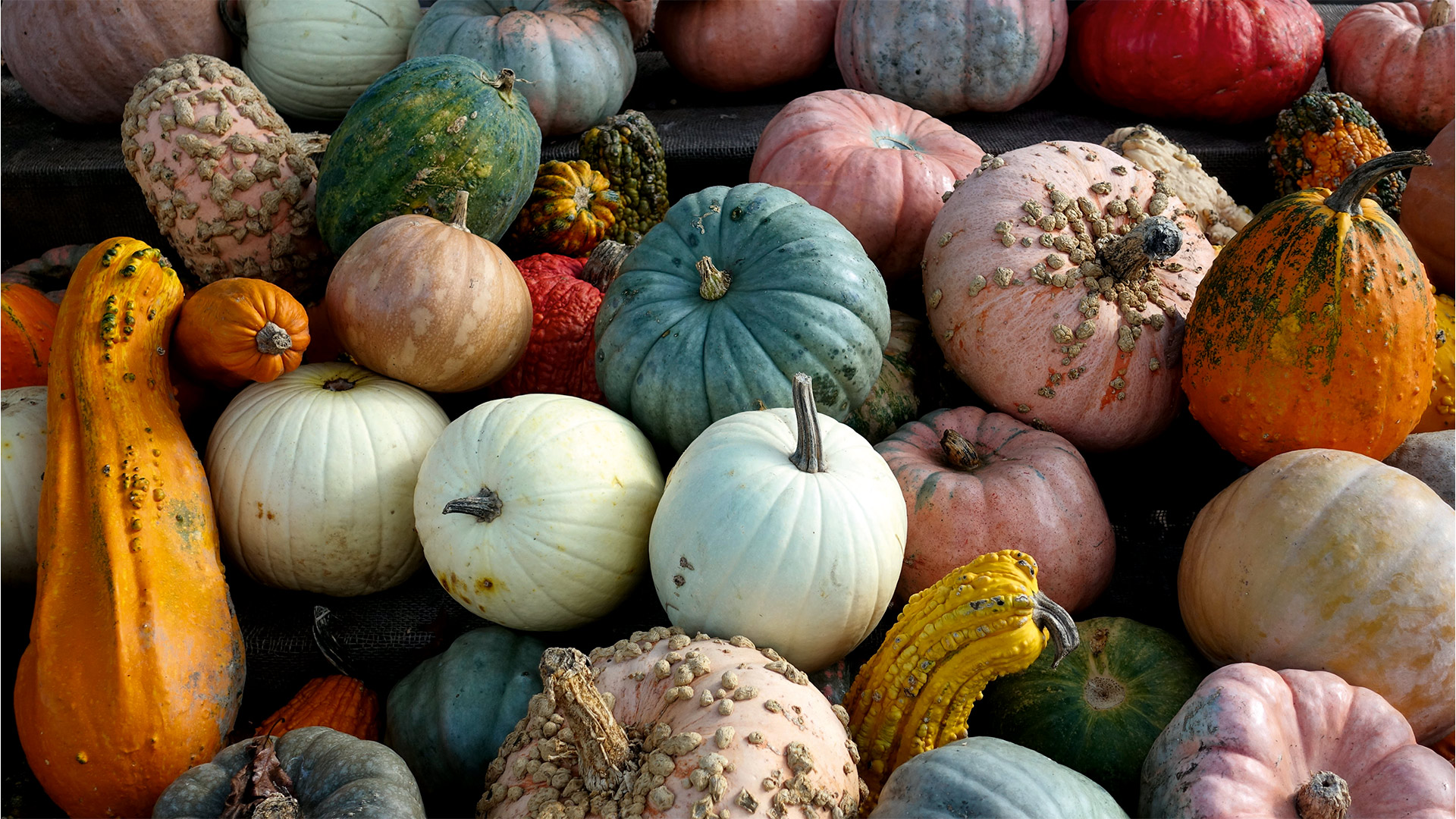 La zucca #1