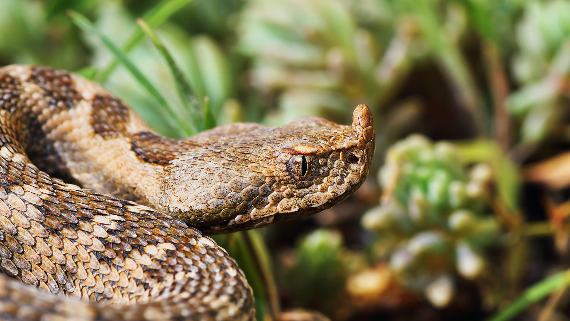 Il futuro della vipera dal corno a Bronzolo