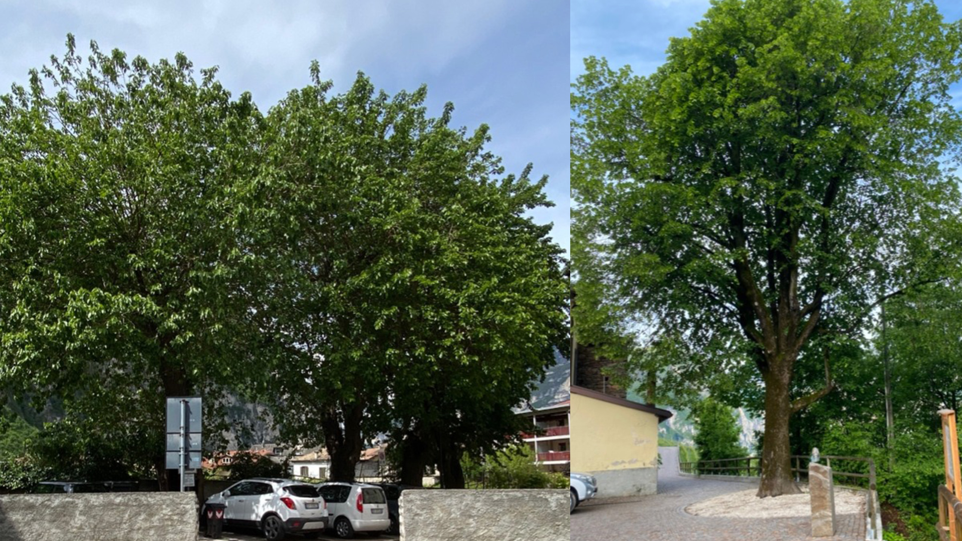 La storia svelata dalle frasche